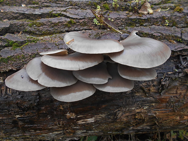 hliva ustricovitá Pleurotus ostreatus (Jacq.) P. Kumm.