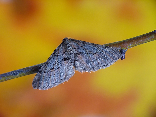 piadivka čerešňová Agriopis bajaria