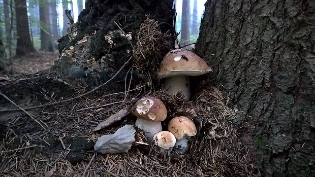 hríb smrekový Boletus edulis Bull.