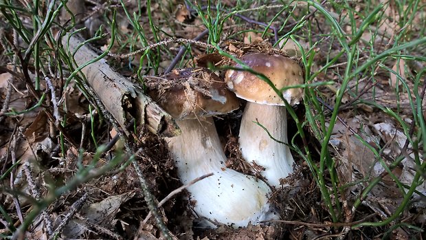 hríb smrekový Boletus edulis Bull.