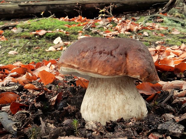 hríb smrekový Boletus edulis Bull.