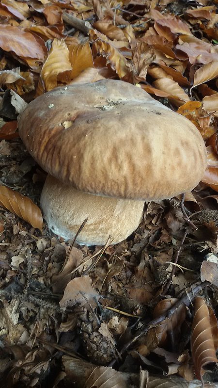 hríb dubový Boletus reticulatus Schaeff.