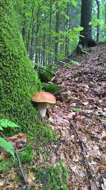 hríb dubový Boletus reticulatus Schaeff.