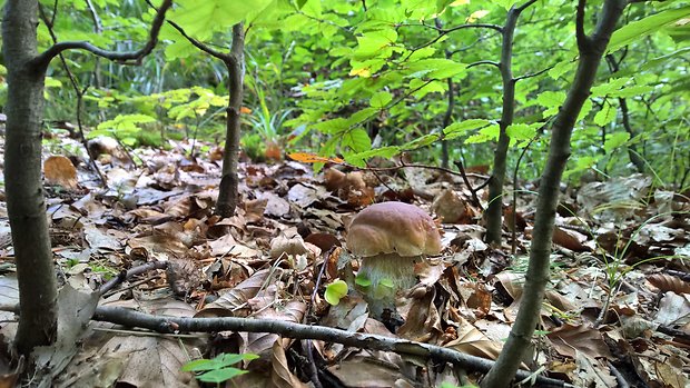 hríb dubový Boletus reticulatus Schaeff.