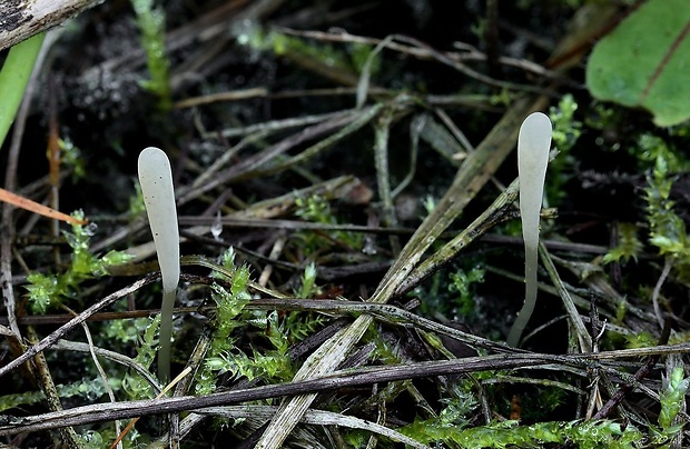 kyjačik Clavaria tenuipes Berk. & Broome