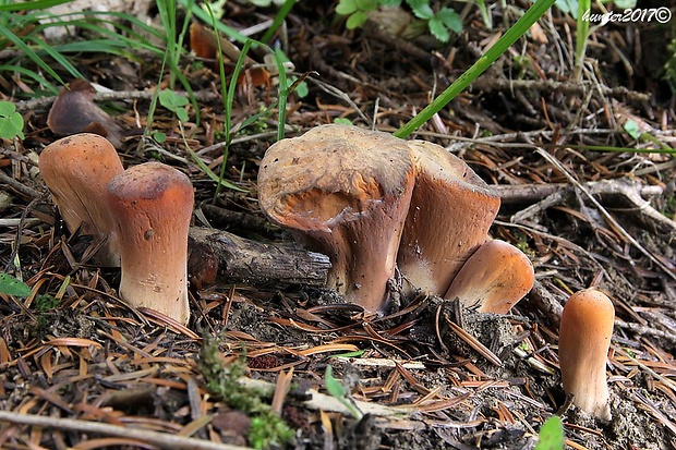 kyjak useknutý Clavariadelphus truncatus Donk