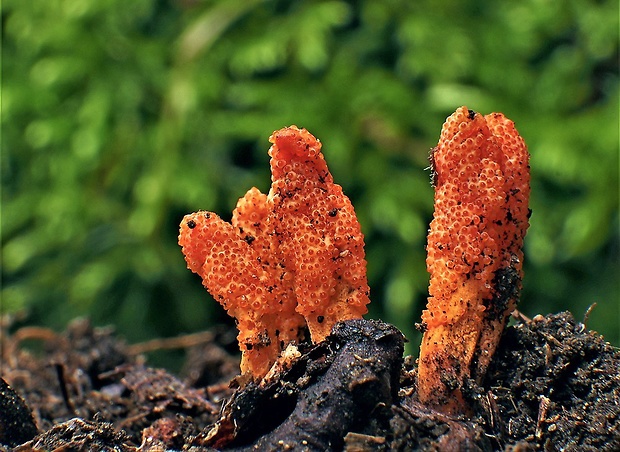 žezlovka hmyzová Cordyceps militaris (Fr.) Link