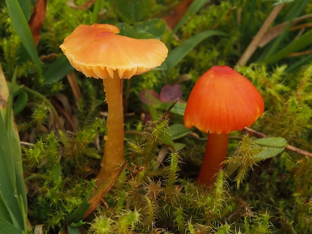 lúčnica bradavkatá Hygrocybe subpapillata Kühner