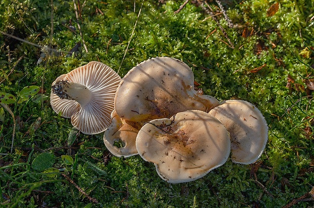 šťavnačka oranžová Hygrophorus abieticola Krieglst. ex Gröger & Bresinsky