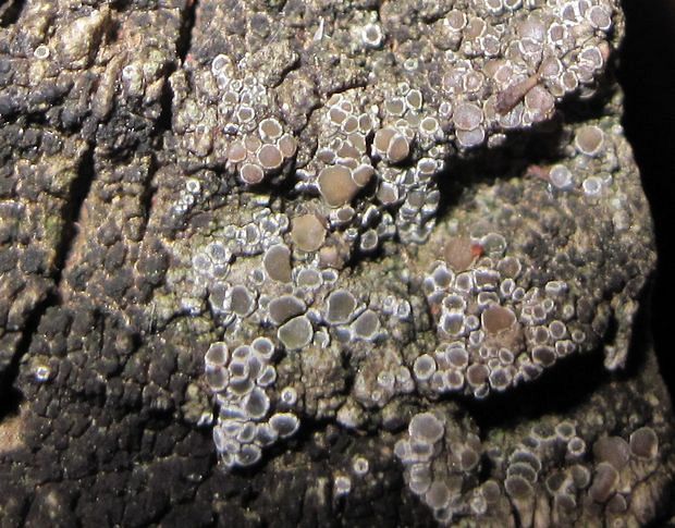 lekanora Lecanora albellula var. albellula (Nyl.) Th. Fr.