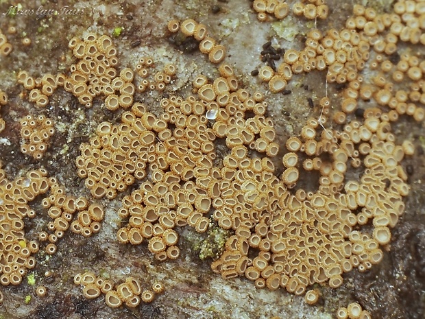 padrobnica Merismodes sp.