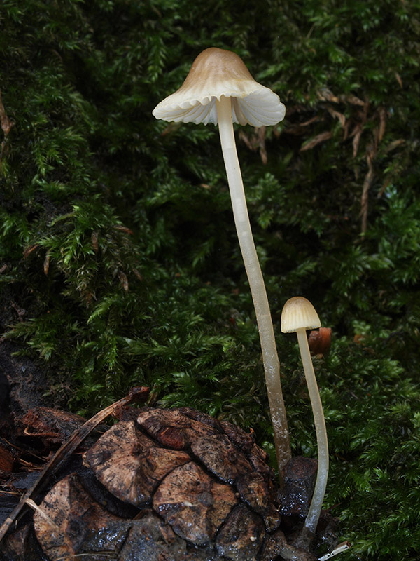 prilbička žltoobrúbená Mycena citrinomarginata Gillet