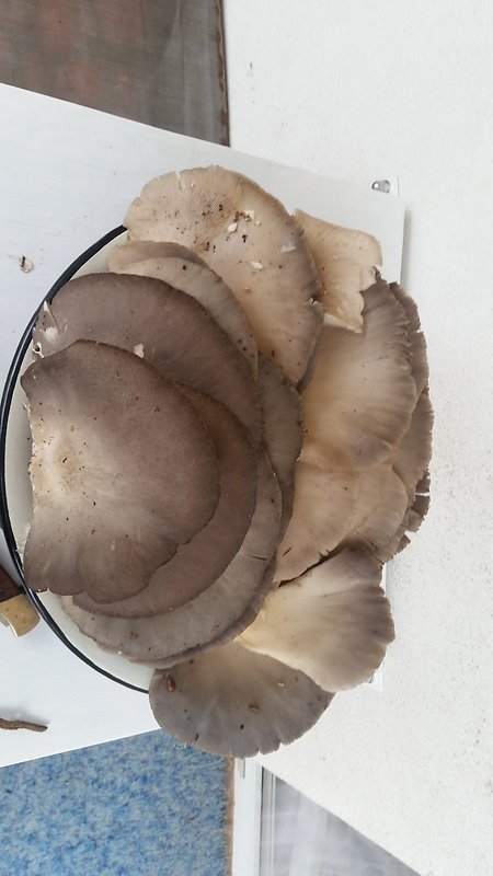 hliva buková Pleurotus pulmonarius (Fr.) Quél.