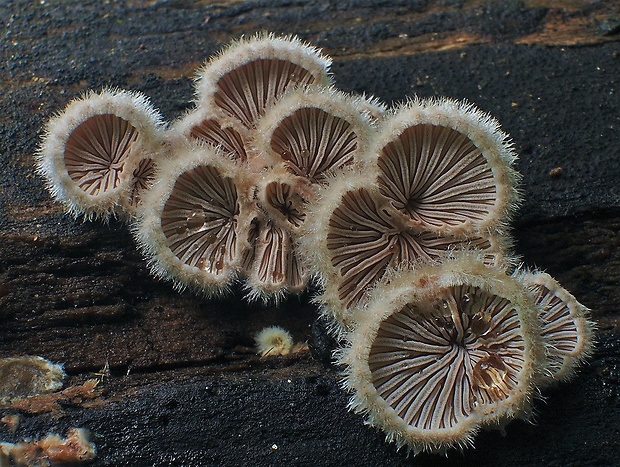 klanolupeňovka obyčajná Schizophyllum commune Fr.