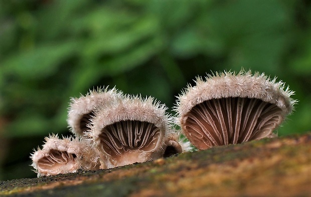 klanolupeňovka obyčajná Schizophyllum commune Fr.