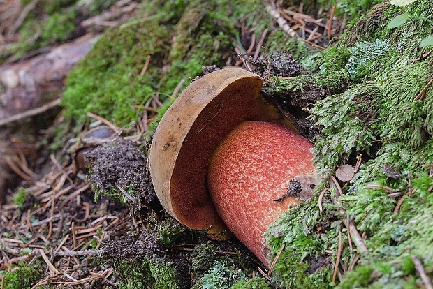 hríb zrnitohlúbikový Sutorius luridiformis (Rostk.) G. Wu & Zhu L. Yang