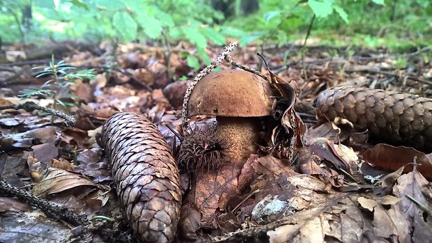 hríb zrnitohlúbikový Sutorius luridiformis (Rostk.) G. Wu & Zhu L. Yang