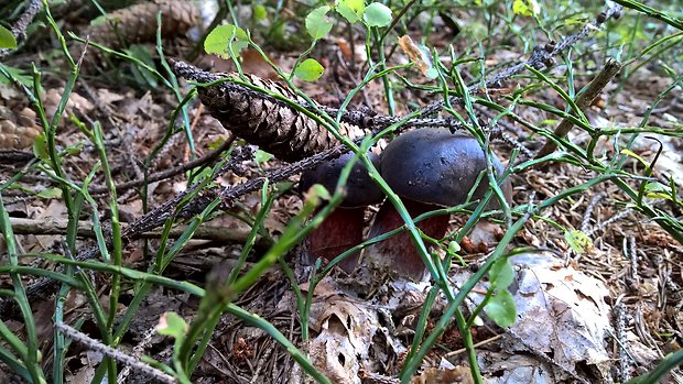 hríb zrnitohlúbikový Sutorius luridiformis (Rostk.) G. Wu & Zhu L. Yang