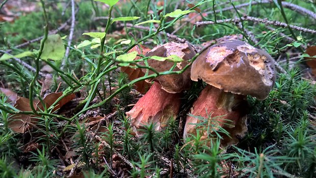 hríb zrnitohlúbikový Sutorius luridiformis (Rostk.) G. Wu & Zhu L. Yang