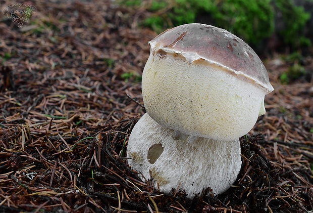 hríb smrekový Boletus edulis Bull.