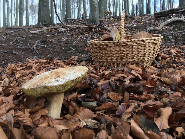 hríb smrekový Boletus edulis Bull.