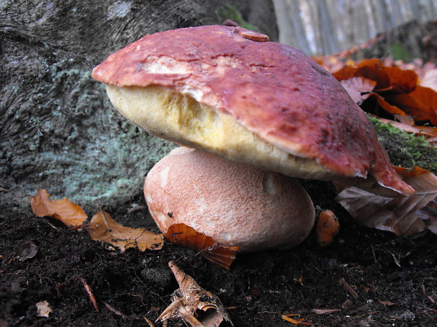 hríb sosnový Boletus pinophilus Pil. et Dermek in Pil.