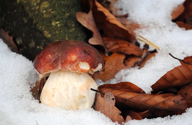 hríb sosnový Boletus pinophilus Pil. et Dermek in Pil.