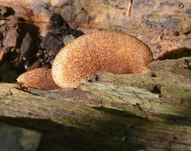 pahliva šafranová Crepidotus crocophyllus (Berk.) Sacc.