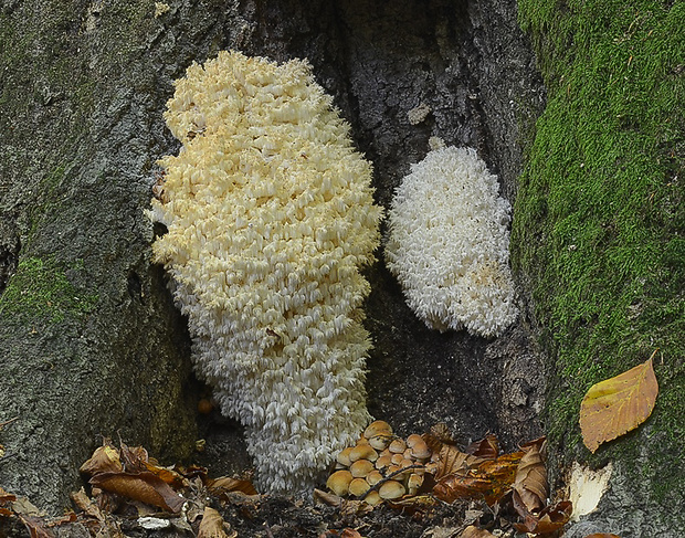 koralovec bukový Hericium coralloides (Scop.) Pers.