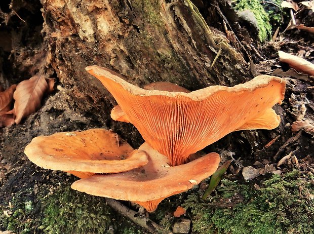 líška oranžová Hygrophoropsis aurantiaca (Wulfen) Maire