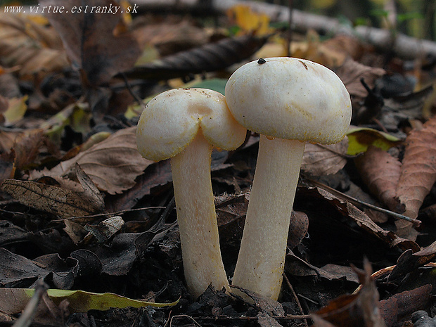 šťavnačka žltovločkatá Hygrophorus chrysodon (Batsch) Fr.