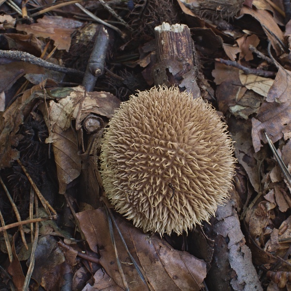 prášnica pichliačová Lycoperdon echinatum Pers.