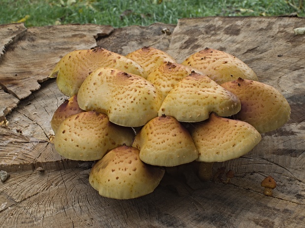 šupinovka slizká Pholiota adiposa (Batsch) P. Kumm.