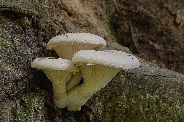 hliva dubová Pleurotus dryinus (Pers.) P. Kumm.