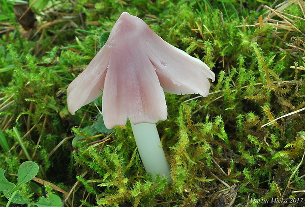 lúčnica ružovočervená Porpolomopsis calyptriformis (Berk.) Bresinsky