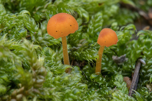 machovček oranžový Rickenella fibula (Bull.) Raithelh.