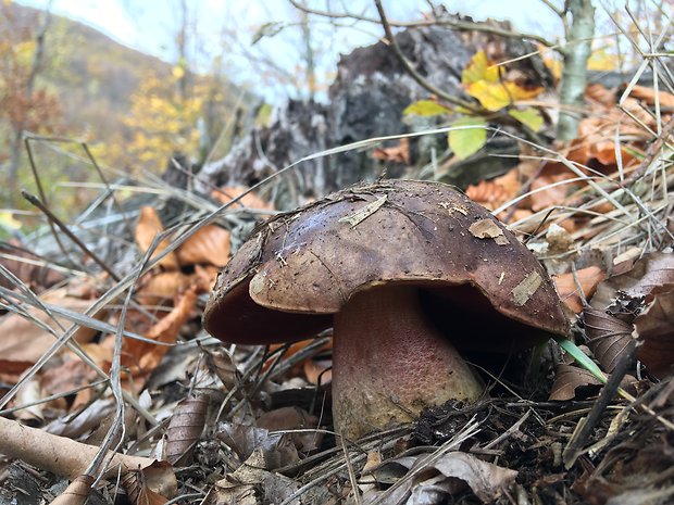 hríb zrnitohlúbikový Sutorius luridiformis (Rostk.) G. Wu & Zhu L. Yang