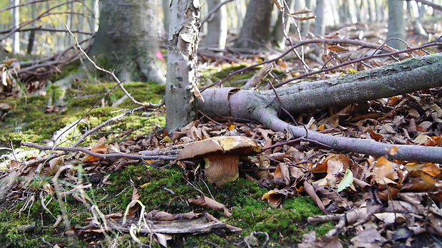 hríb zrnitohlúbikový Sutorius luridiformis (Rostk.) G. Wu & Zhu L. Yang