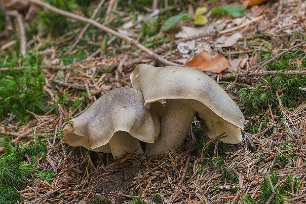 čírovka mydlová Tricholoma saponaceum (Fr.) P. Kumm.