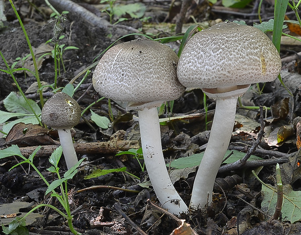 pečiarka jarabičia Agaricus phaeolepidotus (F.H. Møller) F.H. Møller