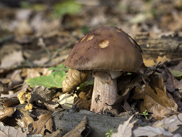 muchotrávka červenkastá Amanita rubescens Pers.