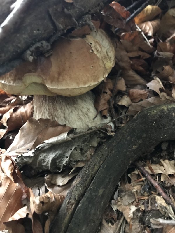 hríb smrekový Boletus edulis Bull.