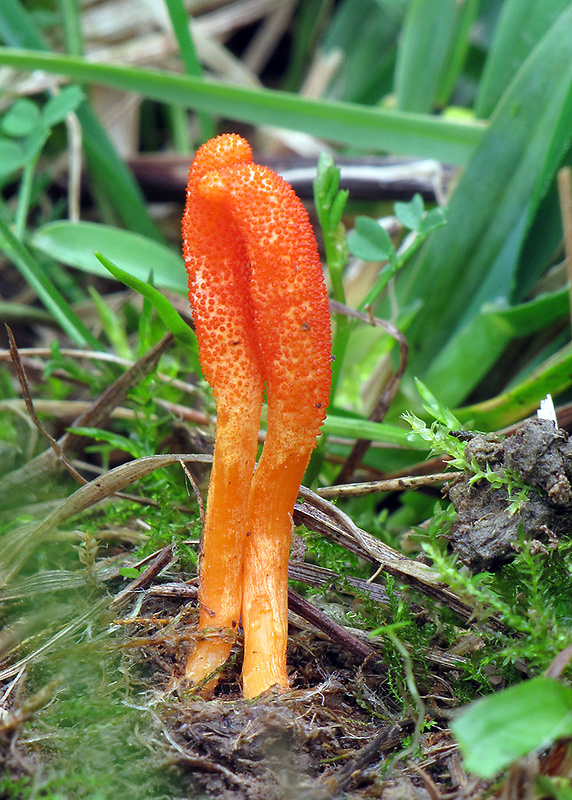 žezlovka hmyzová Cordyceps militaris (Fr.) Link