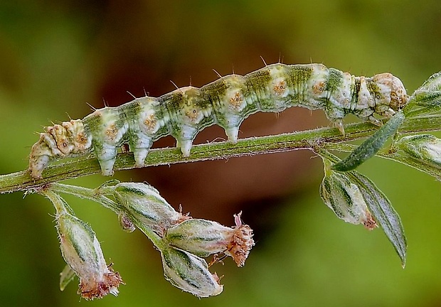 mora vermutová Cucullia absinthii Linnaeus, 1761