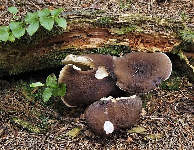 rýdzik Lactarius sp.