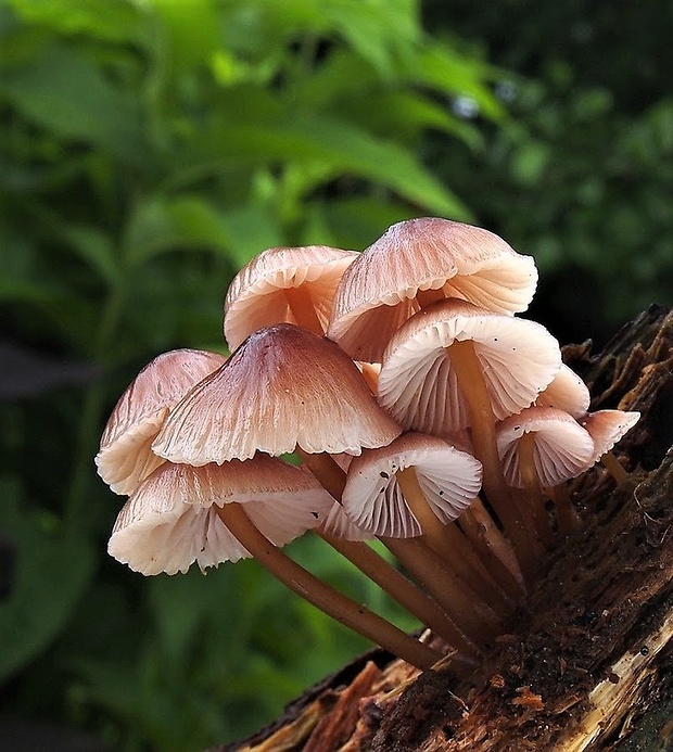 prilbička Mycena sp.