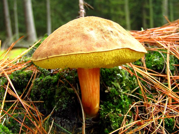 suchohríb červenohnedý Xerocomus ferrugineus (Kuntze) Singer