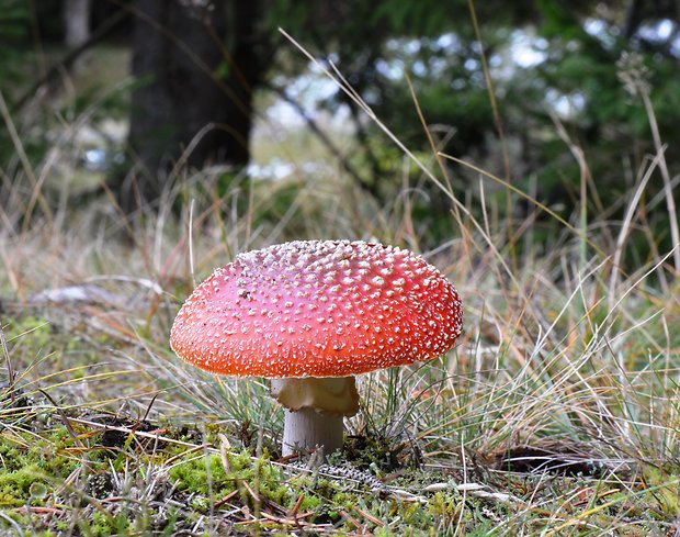 muchotrávka červená Amanita muscaria (L.) Lam.