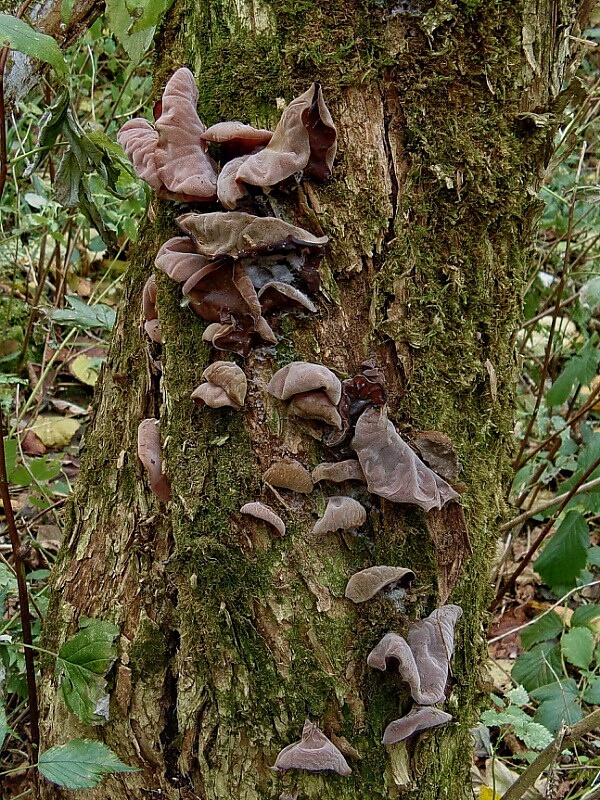 uchovec bazový Auricularia auricula-judae (Bull.) Quél.