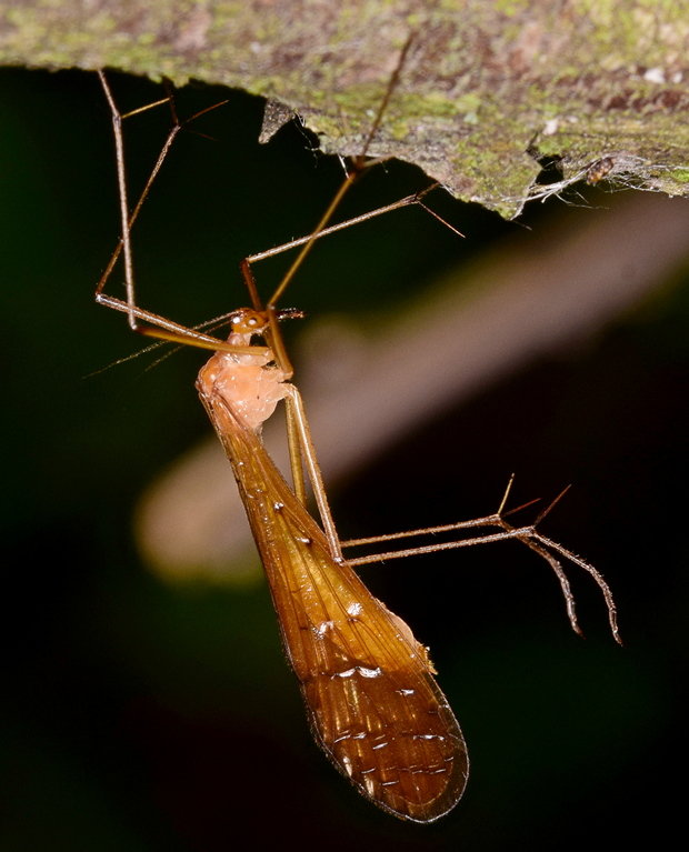 komárovec tiplicový Bittacus italicus (Müller, 1766)